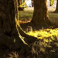 Baum